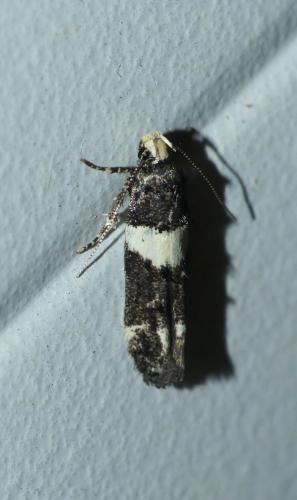 Réf. 236 096 : Recurvaria leucatella